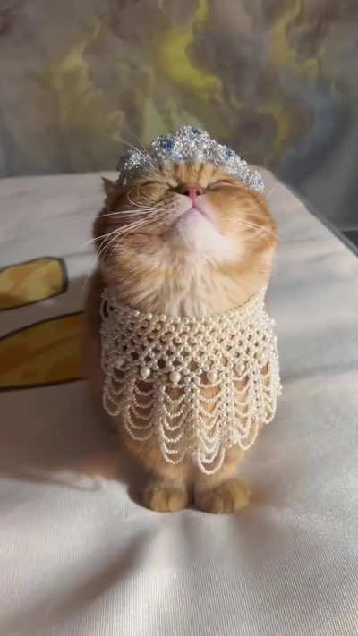 "Witness my magnificence, mere human"