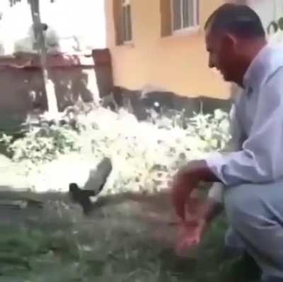 Releasing a bird back into the wild
