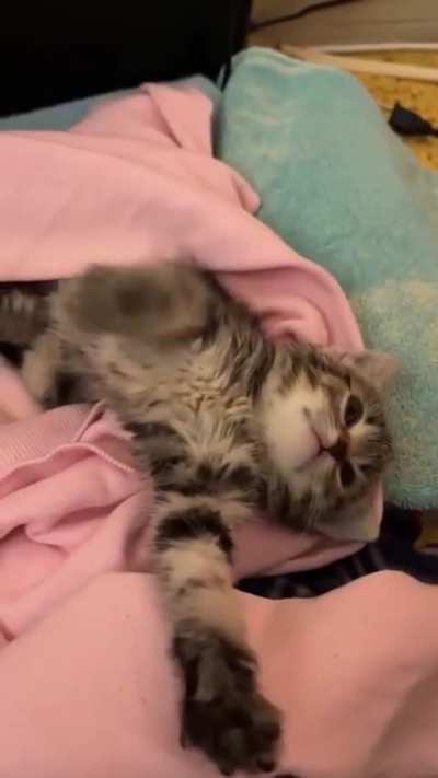 Baby lion!