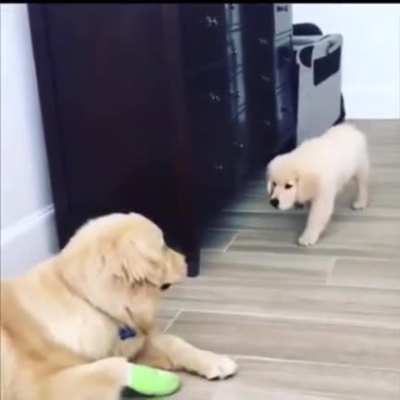 This sneaky little doggy
