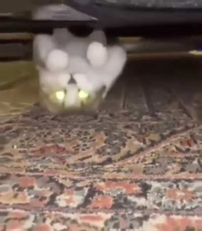 Floating cat