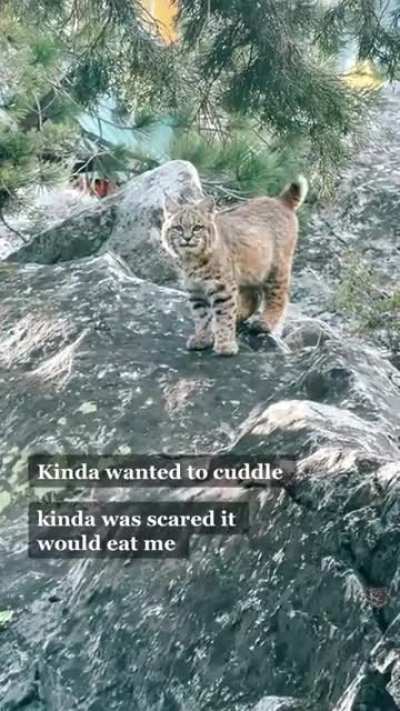 The little tail