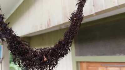 Fuck you wasps: Army Ants Build Bridge to Invade Wasp Nest