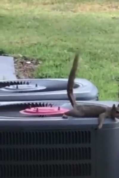 Squirrel&rsquo;s airborne shit lands on his buddy
