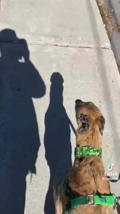 What da dog doin?