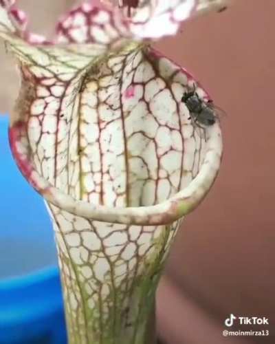 Deadly plant