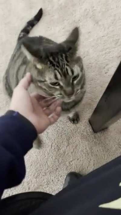 Don&rsquo;t trust cats