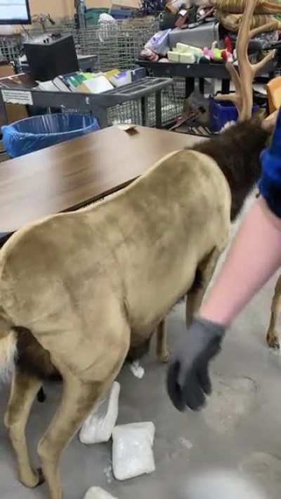 My brother inspects donations as they come into a donation center. As he was inspecting a bunch of huge stuffed animals he felt a plastic bag inside one, so he had another employee turn on their camera&hellip;