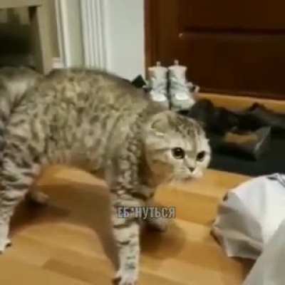 Russian Cat hates watermelon so much! "If you mess with me...I mess with you!"