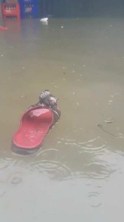 F