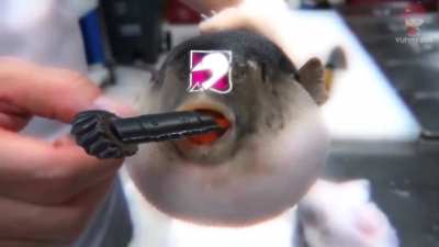 Little Mozzie edit for you all