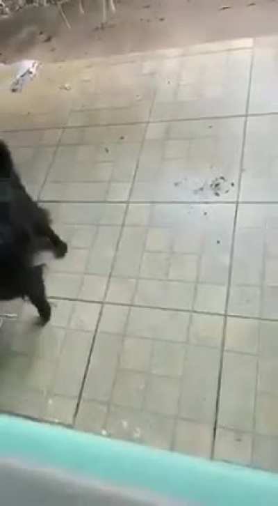 What the dog doin?