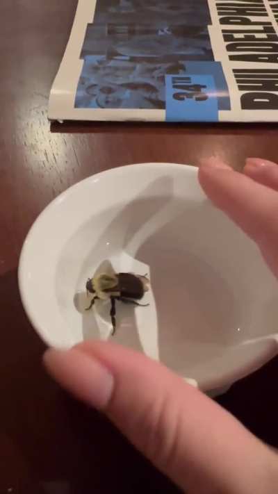 a wood bee I found twitching in the cold