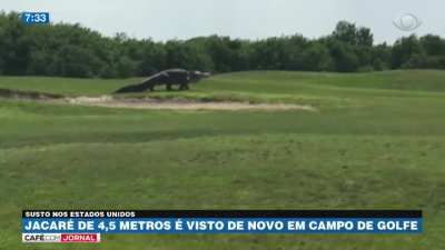 Godzilla Dando Um passeio no Campo de golfe depois de Bater No Kong "Mo Paz"