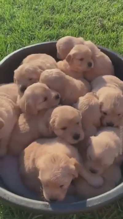 Cute dog's 