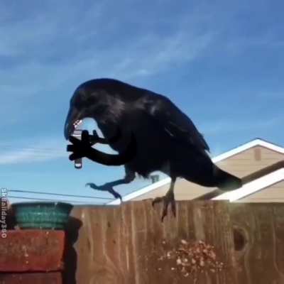 Birb band