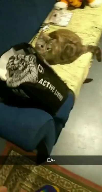 &AElig;