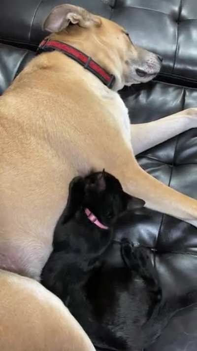 My sister&rsquo;s dog doesn&rsquo;t mind the new rescue kitten thinking that he&rsquo;s her mom.