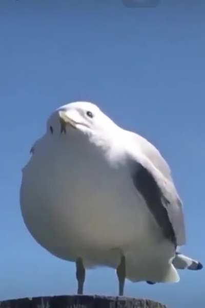 Birb