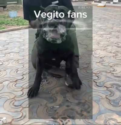 Vegito fans are more aggressive I swear&hellip;