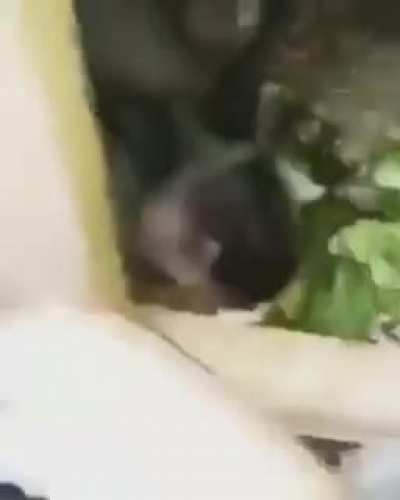 Dylan recuerdas este v&iacute;deo de tu v&iacute;deo:"me c4gu&eacute;"?