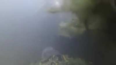Kaplumbağanın &uuml;st&uuml;ne GoPro koymak