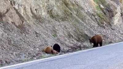 Elk calf crying while it gets eaten alive by Black Bear cubs