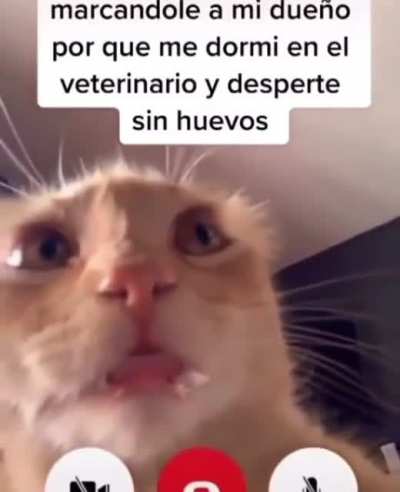 Mi gato