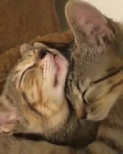 Cuddle Puddle