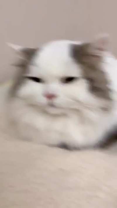 Gato calvo
