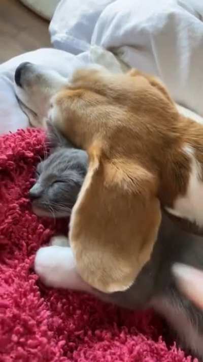 ApeX PREdAToR mURDErs bEtA Wolf aNd WEaRs iTS skIN aS TroPHy