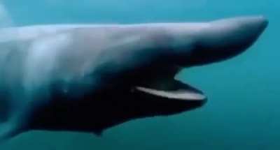 Shark