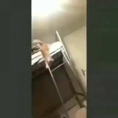 Cat goes meow
