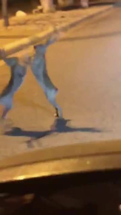 Tavşan d&ouml;v&uuml;ş&uuml;&uuml;&uuml;!