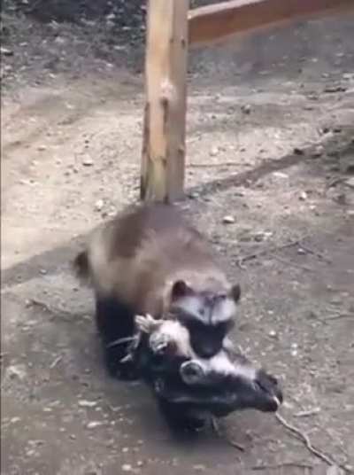 Wolverine causally carrying a goat&rsquo;s head