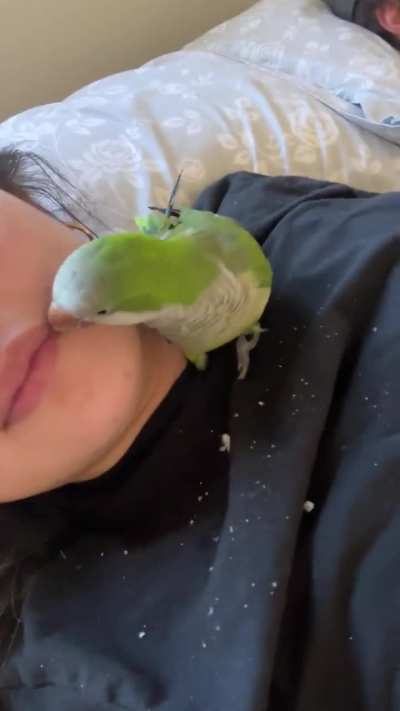 Preening