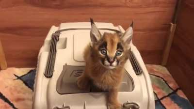 This caracal kitten ♡