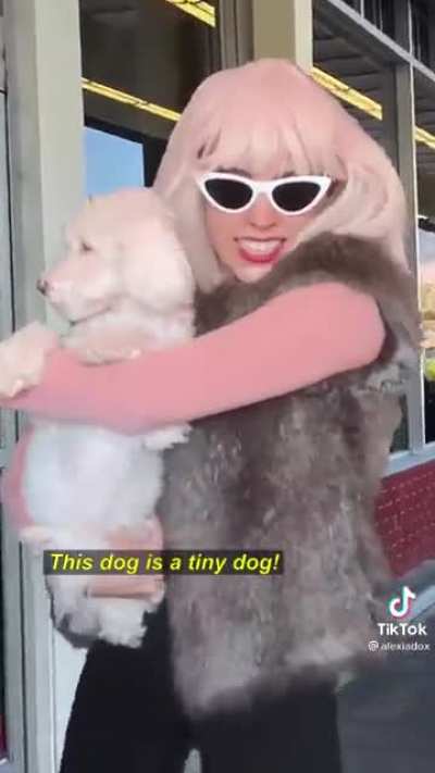Dog so tiny