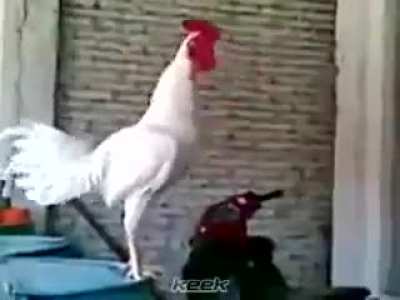 Cantar de galo