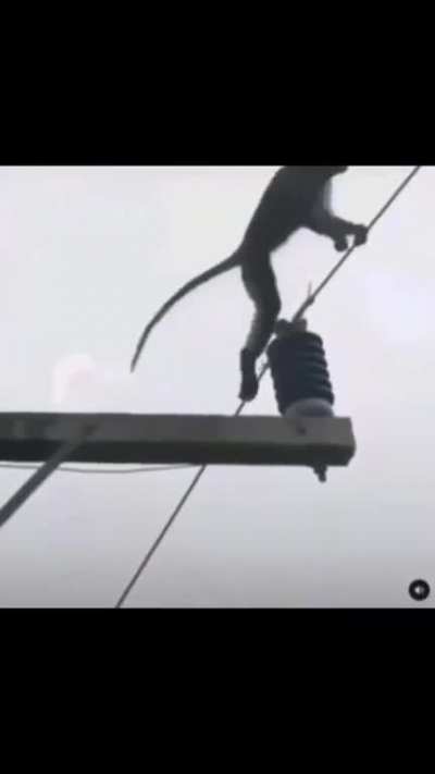 Macaco