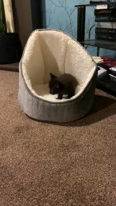 Baby Salem making biscuits 🥺🥺