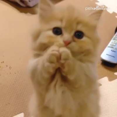 Немного милоты
