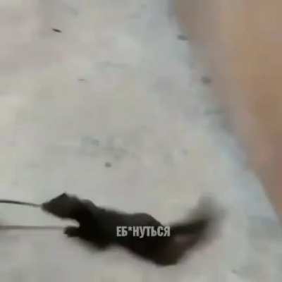 Хана Сплинтеру.