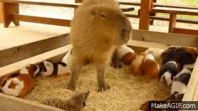 Annoying the rabbits