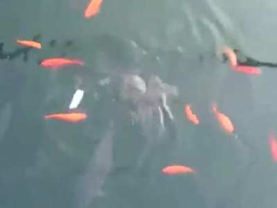 Feeding the fishes in a pond
