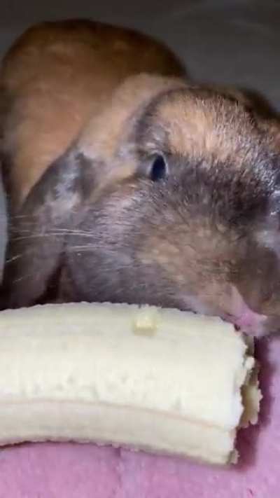SNACC THIEF