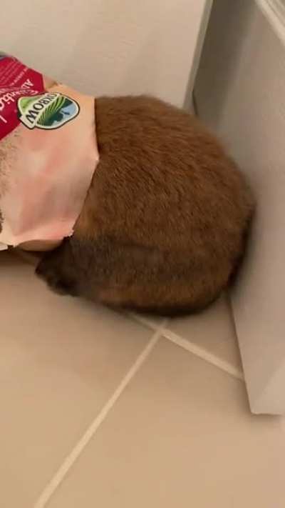 Forgive my laugh, but Boba knew she got caught doing something she wasn’t supposed to