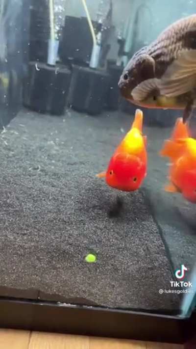 Bubba and Brad Episode 3
