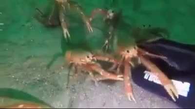 Crabby