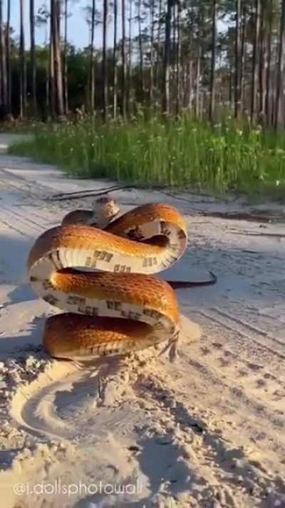 Venomous or not I&rsquo;m still shitting bricks 